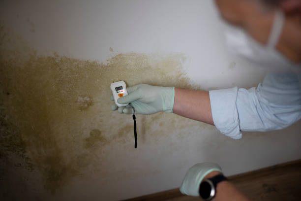 Best Mold Remediation for Healthcare Facilities  in Whittingham, NJ